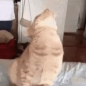 Snubcat